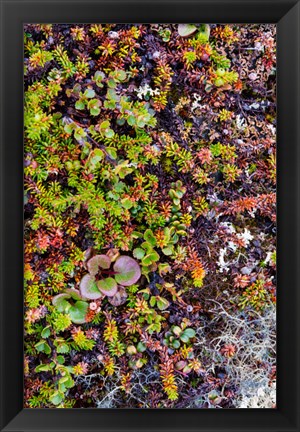 Framed Greenland Qeqertaq Dwarf Birch, Lichen, And Large Flowered Wintergreen Print