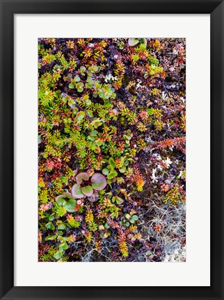 Framed Greenland Qeqertaq Dwarf Birch, Lichen, And Large Flowered Wintergreen Print