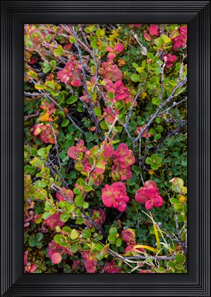 Framed Greenland, Eqip Sermia Dwarf Birch And Other Tundra Plants Print