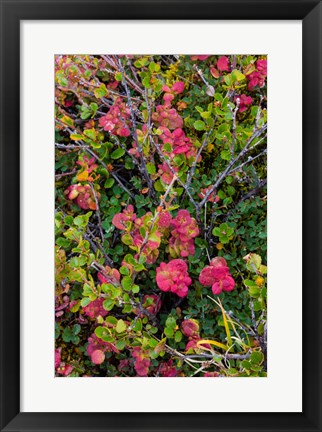 Framed Greenland, Eqip Sermia Dwarf Birch And Other Tundra Plants Print