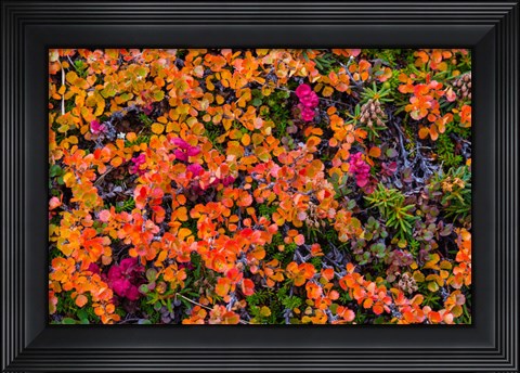 Framed Greenland, Eqip Sermia Dwarf Birch In Fall Color Print