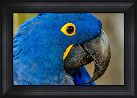 Framed Blue Hyacinth Macaw, Anodorhynchus Hyacinthinus Print
