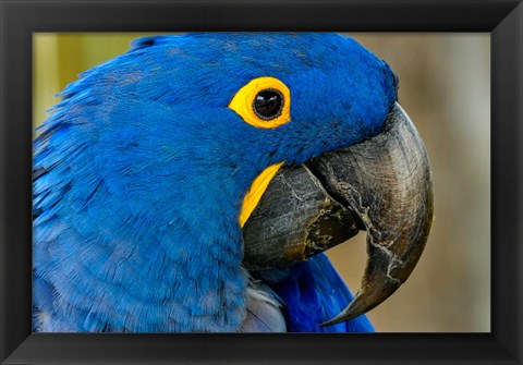 Framed Blue Hyacinth Macaw, Anodorhynchus Hyacinthinus Print