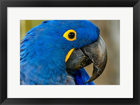 Framed Blue Hyacinth Macaw, Anodorhynchus Hyacinthinus Print