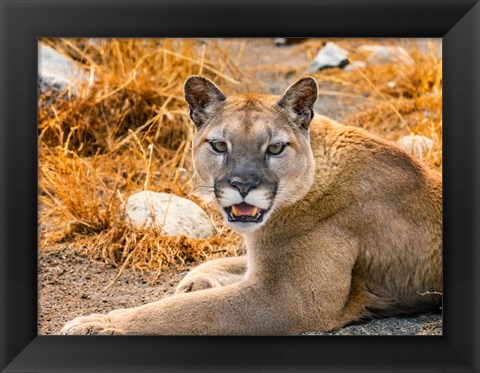 Framed Mountain Lion, Cougar, Puma Concolor Print