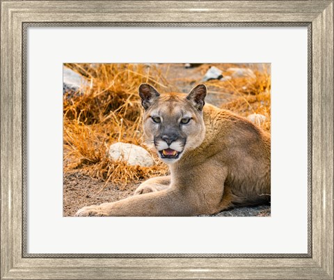 Framed Mountain Lion, Cougar, Puma Concolor Print