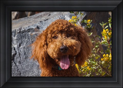 Framed Labradoodle In A Desert Garden Print
