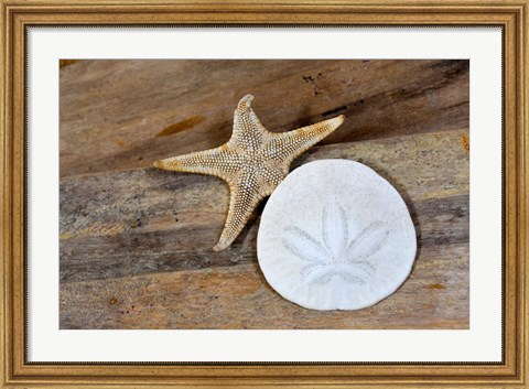 Framed Sand Dollar And Starfish Still-Life Print