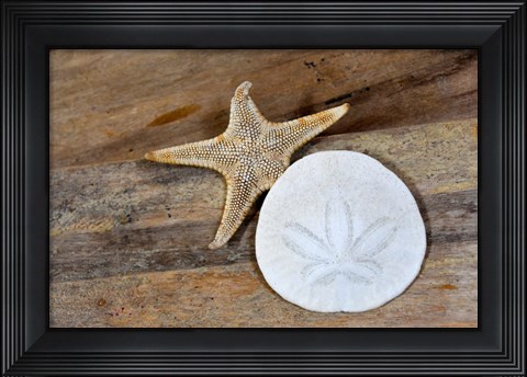 Framed Sand Dollar And Starfish Still-Life Print