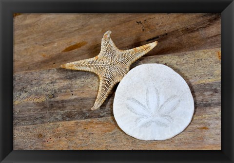 Framed Sand Dollar And Starfish Still-Life Print