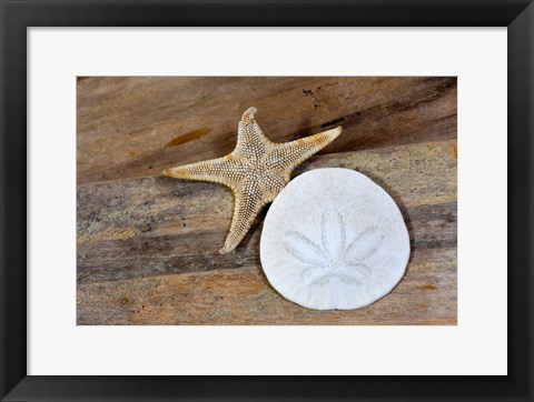 Framed Sand Dollar And Starfish Still-Life Print