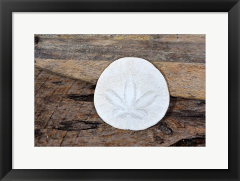 Framed Sand Dollar Still-Life Print