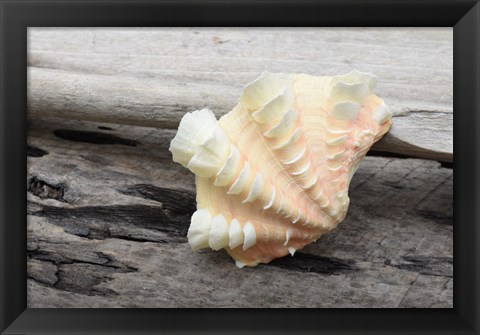 Framed Ruffled Clam Shell - Tridacna Squamosa Print