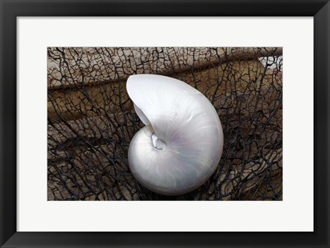 Framed Whole Pearl Nautilus Shell Print