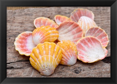 Framed Hawaiian Sunrise Shells Print