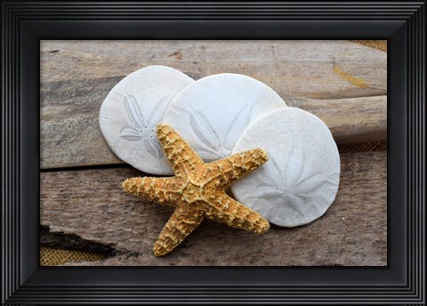 Framed Sand Dollar And Starfish Still-Life Print