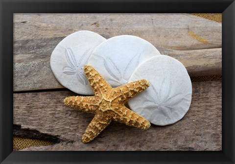 Framed Sand Dollar And Starfish Still-Life Print