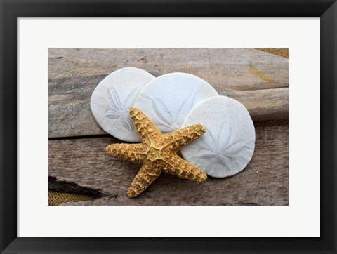 Framed Sand Dollar And Starfish Still-Life Print