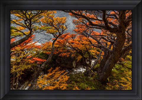 Framed Argentina, Los Glaciares National Park Lenga Beech Trees In Fall Print