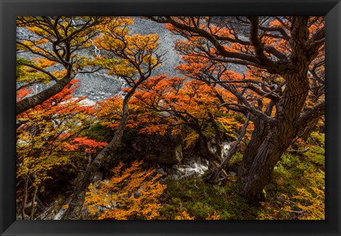 Framed Argentina, Los Glaciares National Park Lenga Beech Trees In Fall Print