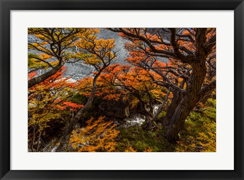 Framed Argentina, Los Glaciares National Park Lenga Beech Trees In Fall Print