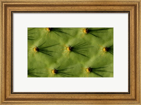 Framed Ecuador, Galapagos Islands Opuntia Cactus Quill Details And Shadows Print