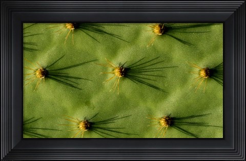 Framed Ecuador, Galapagos Islands Opuntia Cactus Quill Details And Shadows Print