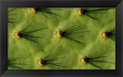 Framed Ecuador, Galapagos Islands Opuntia Cactus Quill Details And Shadows Print