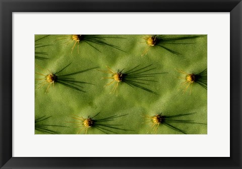 Framed Ecuador, Galapagos Islands Opuntia Cactus Quill Details And Shadows Print