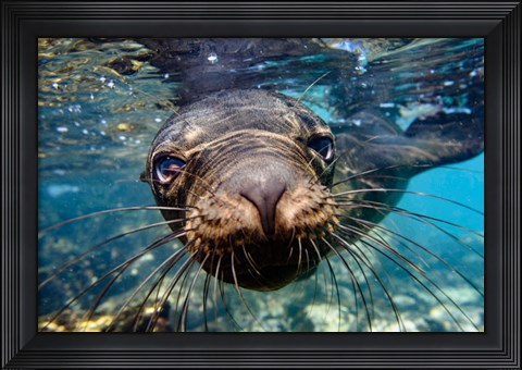 Framed Galapagos Islands, Santa Fe Island Galapagos Sea Lion Swims In Close To The Camera Print