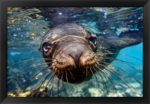 Framed Galapagos Islands, Santa Fe Island Galapagos Sea Lion Swims In Close To The Camera Print