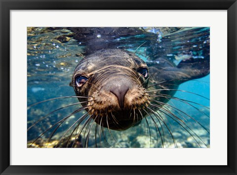 Framed Galapagos Islands, Santa Fe Island Galapagos Sea Lion Swims In Close To The Camera Print