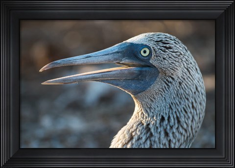Framed Galapagos Islands, North Seymour Island Blue-Footed Booby Portrait Print