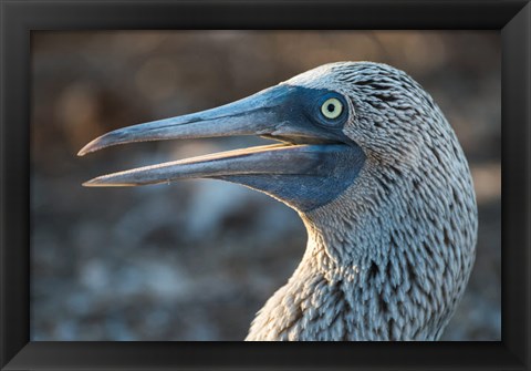 Framed Galapagos Islands, North Seymour Island Blue-Footed Booby Portrait Print