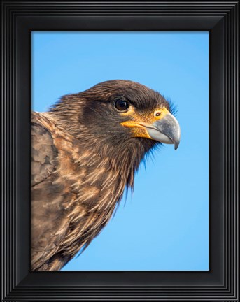 Framed Adult With Typical Yellow Skin In Face Striated Caracara Or Johnny Rook, Falkland Islands Print