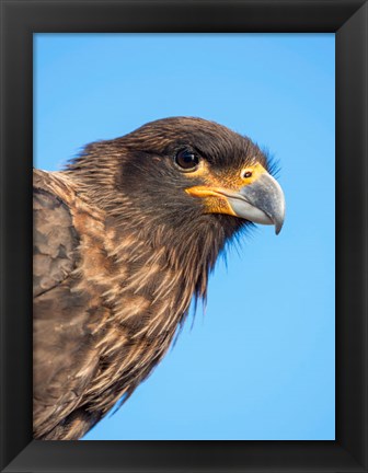 Framed Adult With Typical Yellow Skin In Face Striated Caracara Or Johnny Rook, Falkland Islands Print