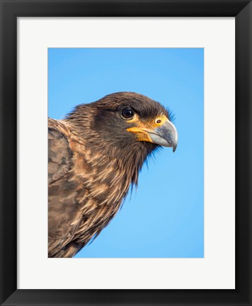 Framed Adult With Typical Yellow Skin In Face Striated Caracara Or Johnny Rook, Falkland Islands Print