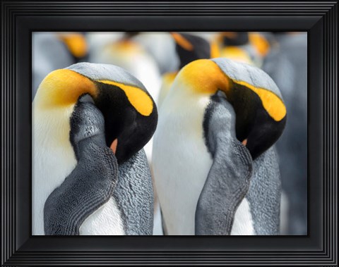 Framed King Penguin On Falkland Islands 1 Print