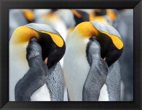 Framed King Penguin On Falkland Islands 1 Print