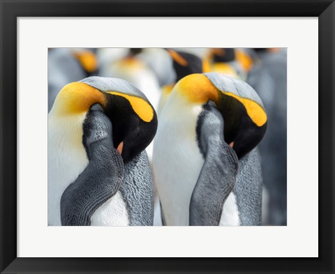 Framed King Penguin On Falkland Islands 1 Print