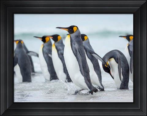 Framed King Penguin On Falkland Islands 2 Print