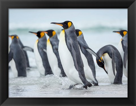 Framed King Penguin On Falkland Islands 2 Print