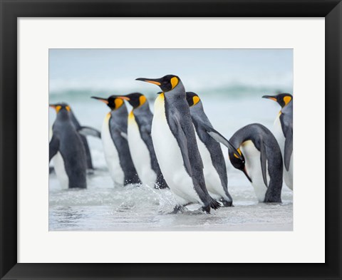 Framed King Penguin On Falkland Islands 2 Print