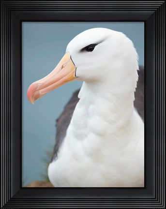 Framed Black-Browed Albatross, Falkland Islands Print