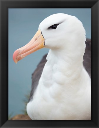 Framed Black-Browed Albatross, Falkland Islands Print