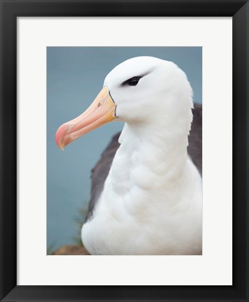 Framed Black-Browed Albatross, Falkland Islands Print
