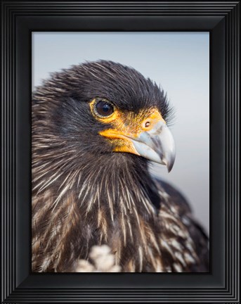 Framed Adult Striated Caracara, Protected, Endemic To The Falkland Islands Print