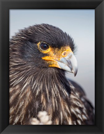 Framed Adult Striated Caracara, Protected, Endemic To The Falkland Islands Print