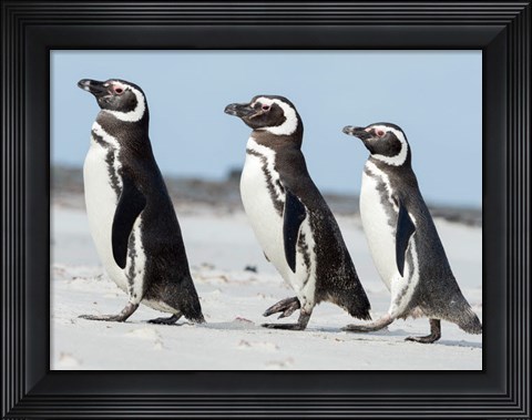 Framed Magellanic Penguin, Falkland Islands Print