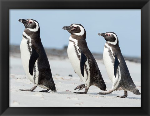 Framed Magellanic Penguin, Falkland Islands Print